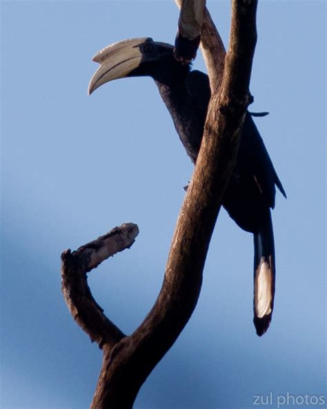 Zul Ya - Birds of Peninsular Malaysia: Black Hornbill