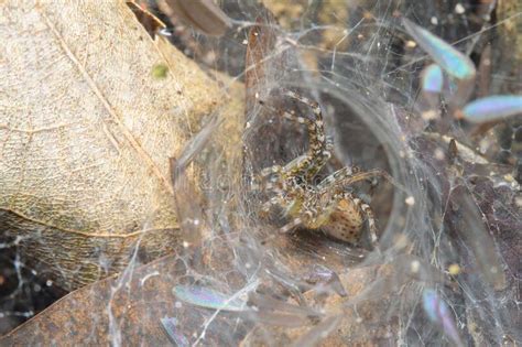 Close Up Wolf Spider on Spider Nest Web in Leaf Cave at Nature Thailand ...