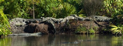 Gator swamp in Florida.. — Darklighthouse Photography