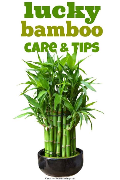 How to Keep Lucky Bamboo Alive (Lucky Bamboo Care) - Creative Homemaking