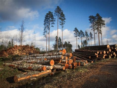 How Does Deforestation Affect the Environment? | Earth.Org