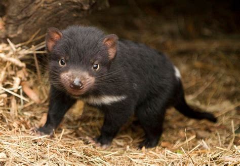 Cute Tasmanian devil baby : r/aww