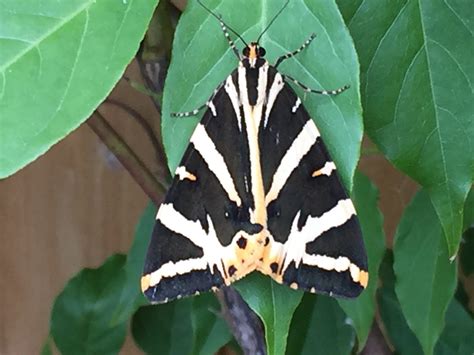 Jersey Tiger Moth, Stratton, Dorchester | Dorset Butterflies