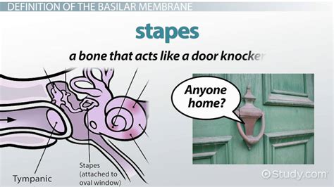 Basilar Membrane | Definition, Function & Location - Lesson | Study.com