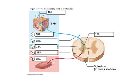 The Five Basic Components of all Reflex Arcs Diagram | Quizlet