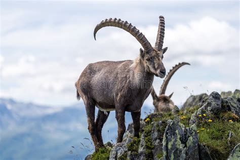 Beautiful Alpine Ibex (Capra Ibex) Goat Resting on a Mountain during ...