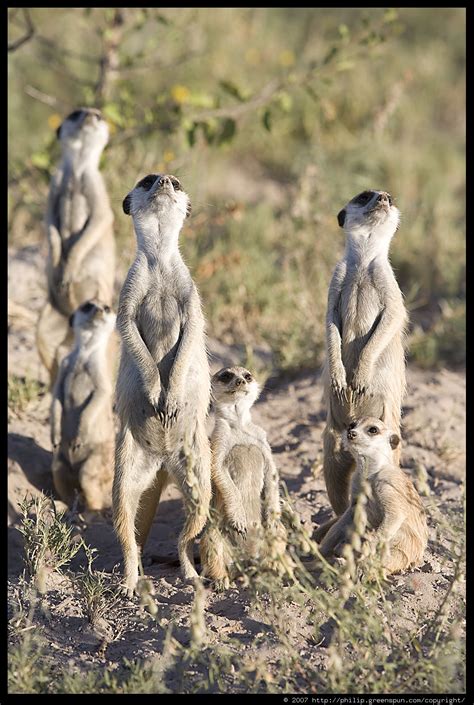 Photograph by Philip Greenspun: meerkat-family-evening5