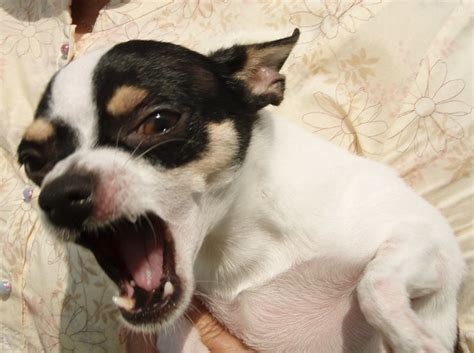 Angry Chihuahuas - a gallery on Flickr