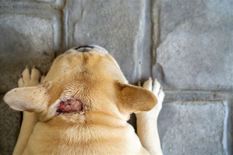 3 annoying skin problems in dogs (and how to solve them)