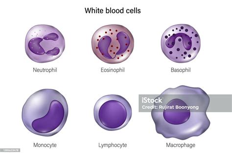 Jenis Sel Darah Putih Neutrofil Eosinofil Basofil Monosit Limfosit Dan Makrofag Ilustrasi Stok ...