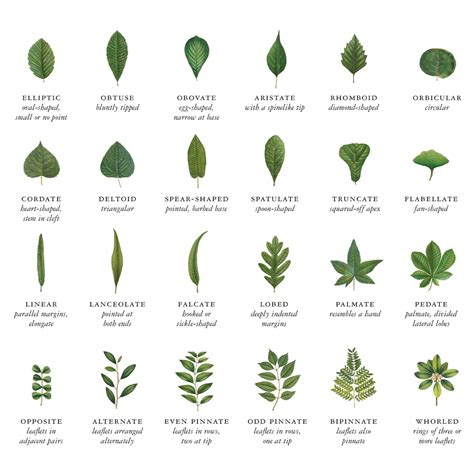 Different Types Of Tree Leaves With Names