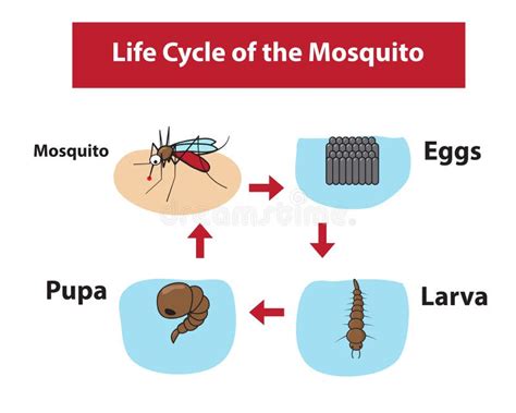 Dengue Mosquito Life Cycle