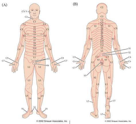 Dermatomes