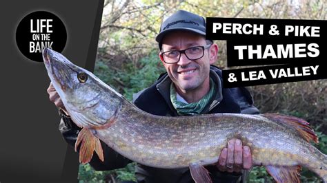 PIKE AND PERCH FISHING ON THE THAMES - YouTube