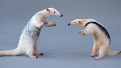 Two Adorable But Incredibly Defensive Tamanduas (Anteaters) Meet for the Very First Time