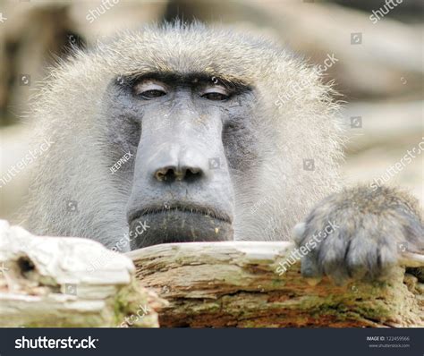 Baboon'S Face Close-Up Stock Photo 122459566 : Shutterstock