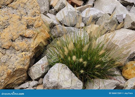 Ornamental Grass and Rock Garden Stock Image - Image of plumes, brown ...