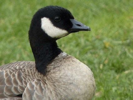 Cackling goose - Alchetron, The Free Social Encyclopedia