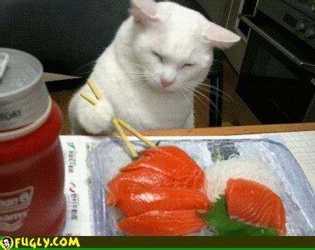 Catsparella: Sushi Cats!