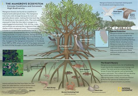 Importance of Mangroves - INSIGHTS IAS - Simplifying UPSC IAS Exam Preparation