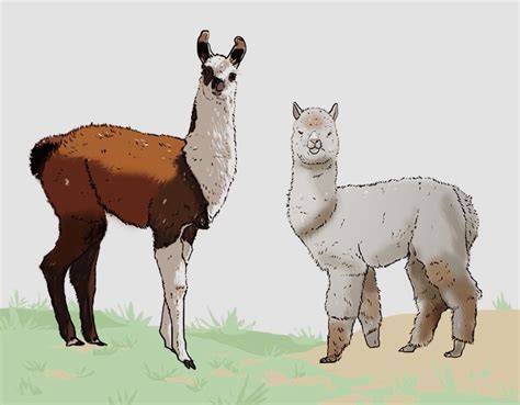 Alpacas And Llamas Differences