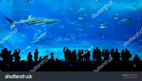 2,378 Dubai Aquarium Images, Stock Photos & Vectors | Shutterstock