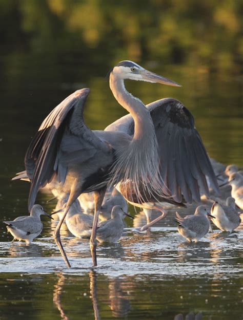 Photo of the Day: Everglades - The National Wildlife Federation Blog