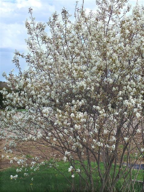 Amelanchier laevis (smooth serviceberry, smooth shadbush) | Pollinator ...