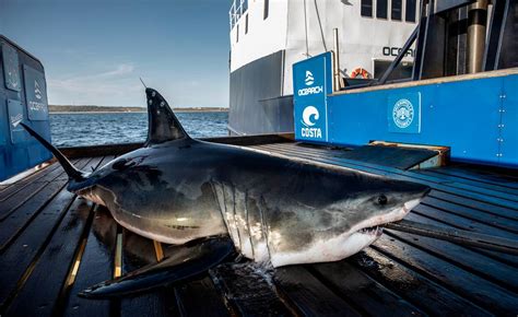 Tracker shows great white shark near Longboat Key, Florida | Bradenton ...