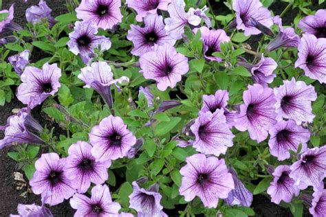 Wave Petunias [Care Guide, Pictures and More]