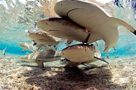 Blacktip Reef Shark – "OCEAN TREASURES" Memorial Library