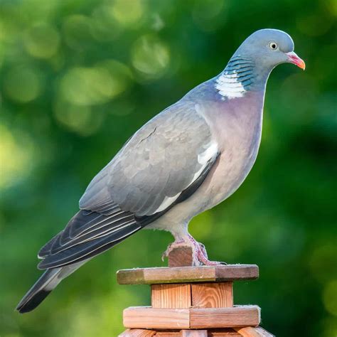 All about the Wood Pigeon - GardenBird