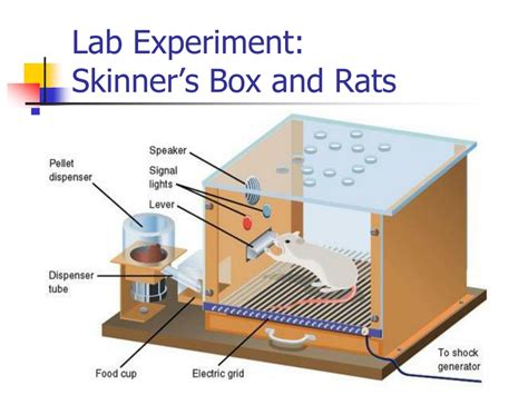 PPT - B. F. Skinner PowerPoint Presentation, free download - ID:9468525