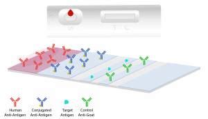 Lateral Flow Assays: Principles, Designs and Reagents | Leinco