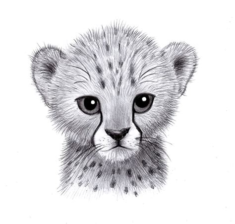 Baby Cheetah by zdrer456 on DeviantArt