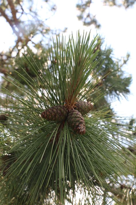 Red Pine – Boundary Waters Blog