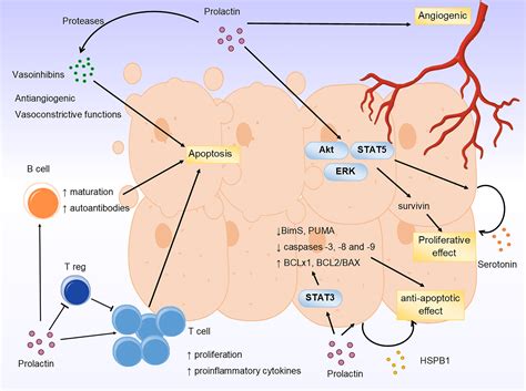 Modulatory role of prolactin in type 1 diabetes