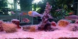 Best aquarium cleaning service, Top aquarium cleaning vblue.in