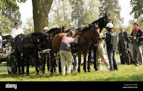 Four in hand carriage driving team at veterinary inspection after the ...