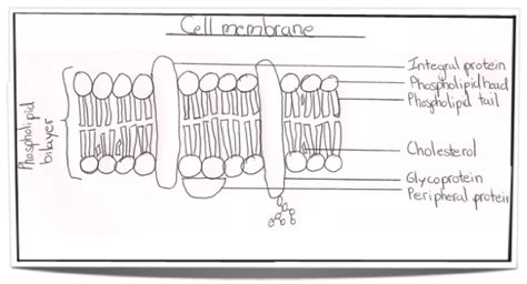 Cell Membrane Diagram Labeled