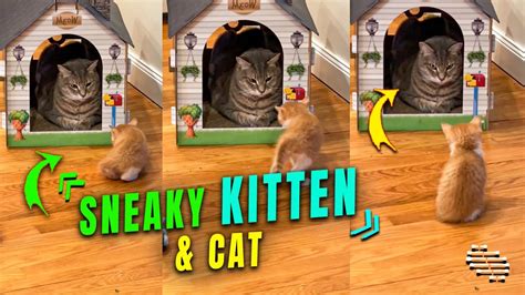 Kitten Tries Sneaking Up on a Cat but Fails - YouTube