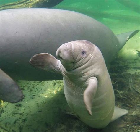 Baby Manatee | Bichinhos fofos, Animais aquáticos, Animais fofos