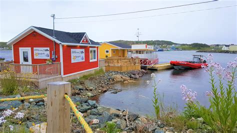 Whale Watching Twillingate Newfoundland | Twillingate Adventure Tours