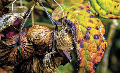 October leaves can benefit the garden | Cape Gazette