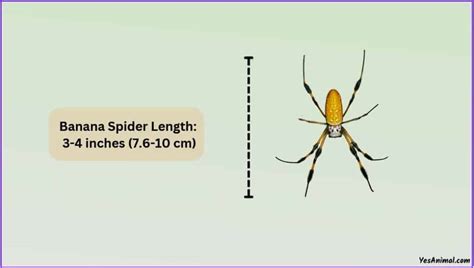 Banana Spider Size Explained & Compared To Other Spiders