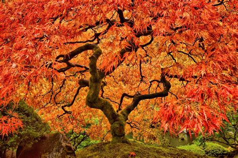 Japanese Maple Wallpapers Top Free Japanese Maple Backgrounds | My XXX ...