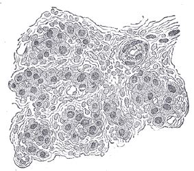 Gray's Anatomy - Carotid body - histology illustration