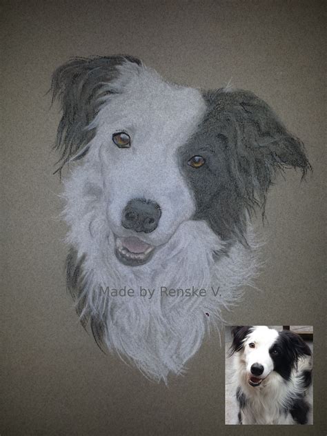 Portrait: Border Collie - Timo Pastel Pencil Drawing made by Renske V ...