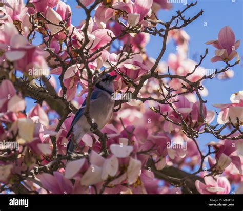 Blue Jay in the Magnolia Stock Photo - Alamy