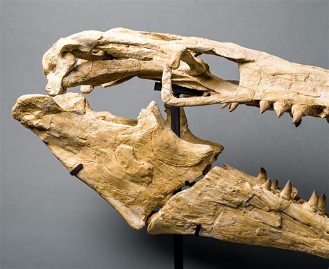 Mosasaur Skull For Sale - Prognathodon – Fossil Realm